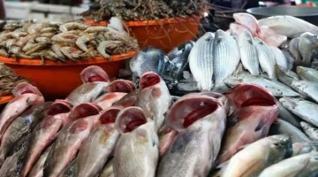 أسعار السمك اليوم الأربعاء 15 أكتوبر 2025: استقرار أسعار البلطي والمكرونة في الأسواق